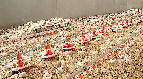 Stal voor vleeskuikenhouderij: Voerpannen, kippen op strooisel