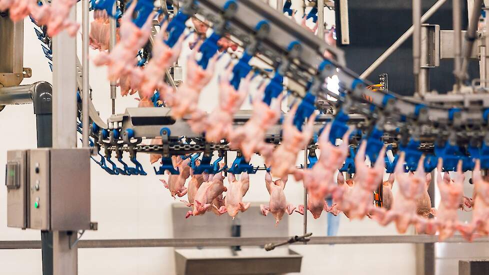 Alle Nederlandse pluimveeslachterijen hebben zich gecommitteerd aan de doelstellingen in het masterplan dierenwelzijn van Nepluvi.