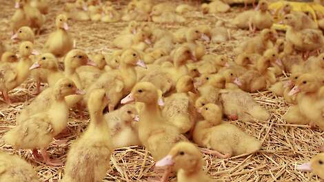 NVWA doet inval bij eendenslachterij Tomassen Duck-To in Ermelo