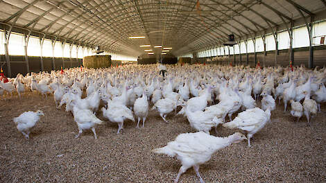 Vogelgriep teistert opnieuw Amerikaanse pluimveesector