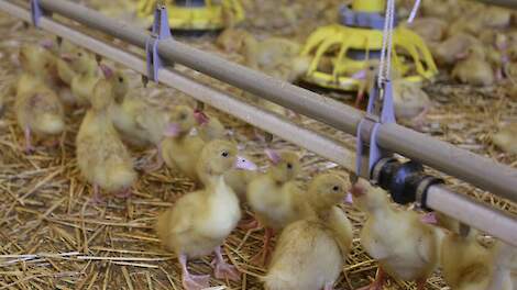 Beëindigingsregeling veehouderij kleinere sectoren open vanaf 18 november