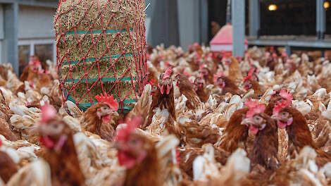 'Werken aan beter dierenwelzijn is altijd winst'