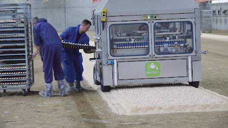 Perdue Farms gaat concept Nestborn breed implementeren