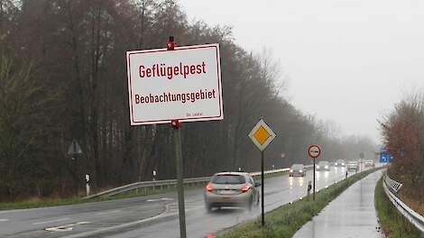 Nieuwe vogelgriepuitbraak vlak over Duitse grens in Landkreis Bentheim