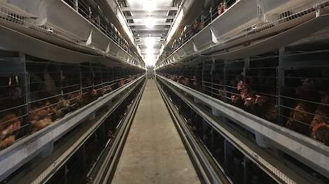 Amerikaanse legsector zwaar getroffen door hoog pathogene vogelgriep