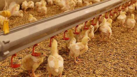 Antibioticagebruik nam verder af in de vleeskuikenhouderij