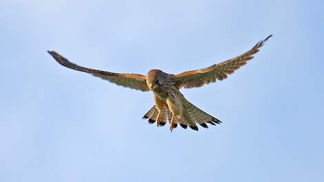Vogelgriep vastgesteld bij torenvalken in Friesland en Noord-Holland