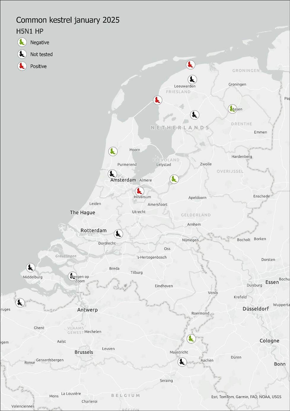 Locaties van gemelde dode torenvalken die getest zijn op besmettingen met H5N1. Drie torenvalken zijn positief bevonden op besmetting met het virus (bron: DWHC).