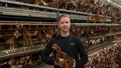 Familie Bos ziet niets in overstap op witte leghennen