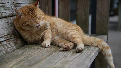 Vogelgriep bij katten op besmet pluimveebedrijf in België