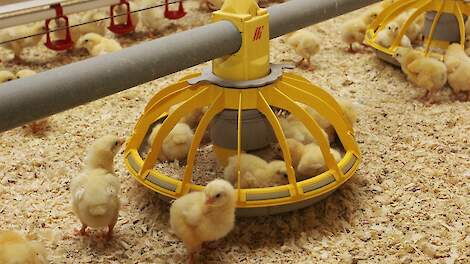 PoultryNEXT-Sustell: inzicht in CO2-uitstoot en sturingsmogelijkheden voor pluimveehouders
