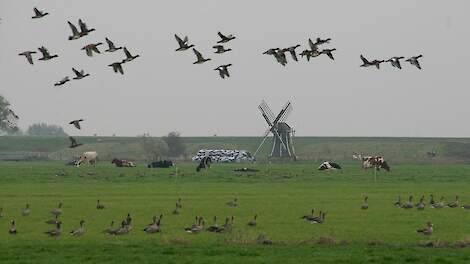FAO luidt noodklok over snelle verspreiding van H5N1 naar zoogdieren
