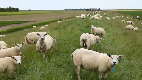 Schaap besmet met H5N1-virus in Verenigd Koninkrijk