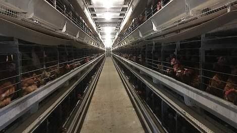 Nieuw wetenschappelijk rapport: vogelgriep bij mensen blijft zeldzaam