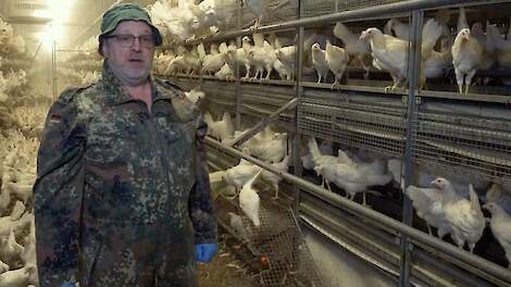 Video: 'Bruine opfokhennen gebruiken pikstenen veel actiever'