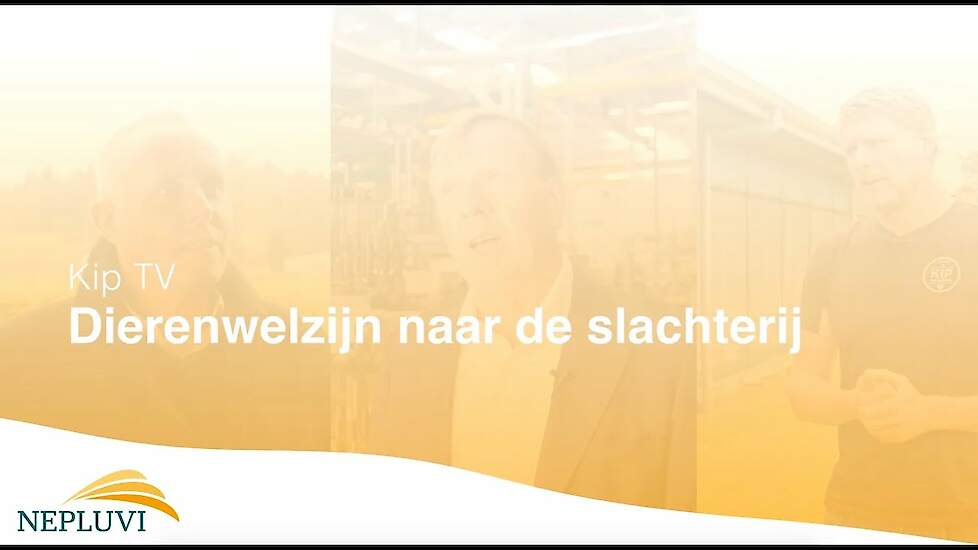 KipTv - Dierenwelzijn naar de slachterij