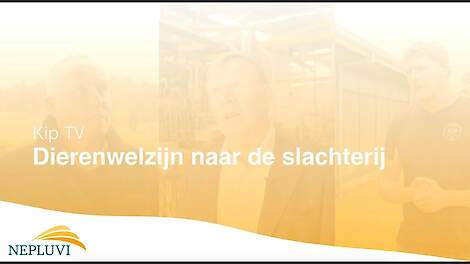 KipTv - Dierenwelzijn naar de slachterij
