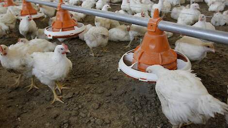 'Samenstelling vleeskuikenvoer beïnvloedt werking pro- en postbiotische additieven'