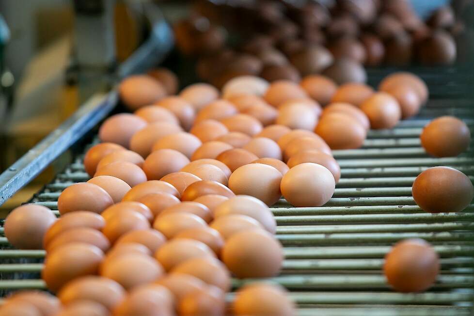 Eieren met het Beter Leven 1-ster keurmerk