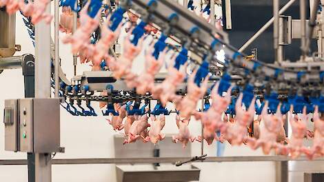 Oplaat waarschuwt: 'Geen Amerikaanse chloorkip op de Europese markt'