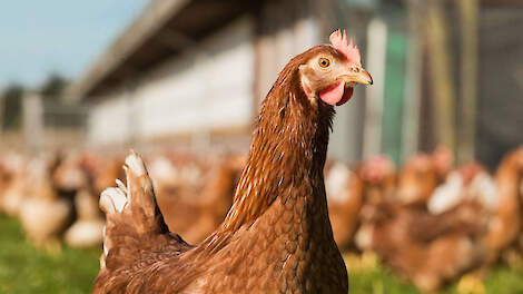 Zorgen over salmonellabesmettingen in Benelux nemen toe