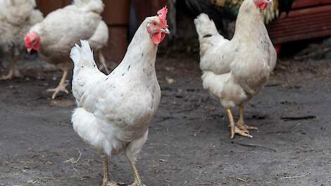 Britse dierenbescherming komt met daglichteis voor leghennen
