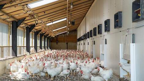 LTO/NOP: 'Zet dierenwelzijn boven emissies in landbouwbeleid'