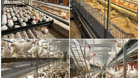 Een nieuwe kijk op dierenwelzijn: een unieke volière voor de hele levenscyclus