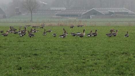 Vogelgriep is nog steeds aanwezig onder ganzen en meeuwen