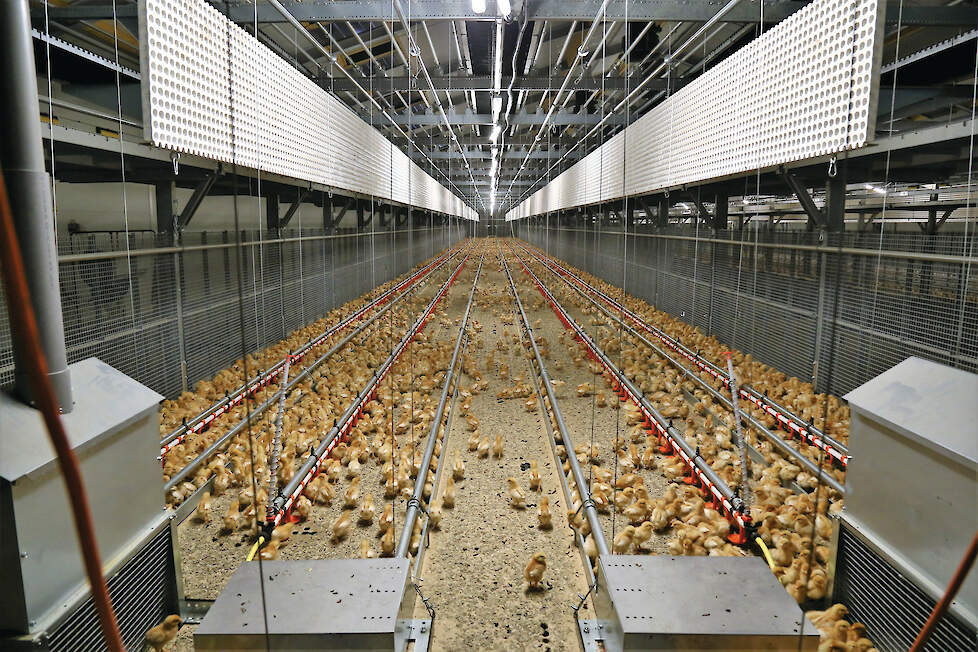 &bdquo;Risico nemen wordt beloond&rdquo;, zegt een opfokker die naast opfokhennen 1 ster Beter Leven-vleeskuikens houdt.