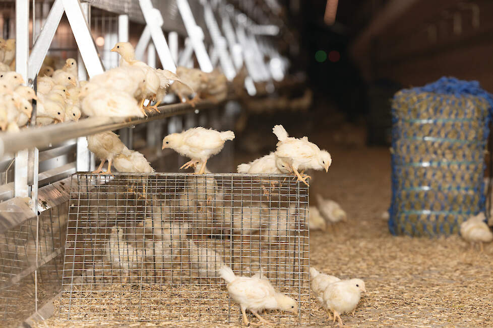 Een enkeling spreekt van een sterfhuisconstructie en vreest dat de komende jaren veel opfokkers stoppen in Nederland.