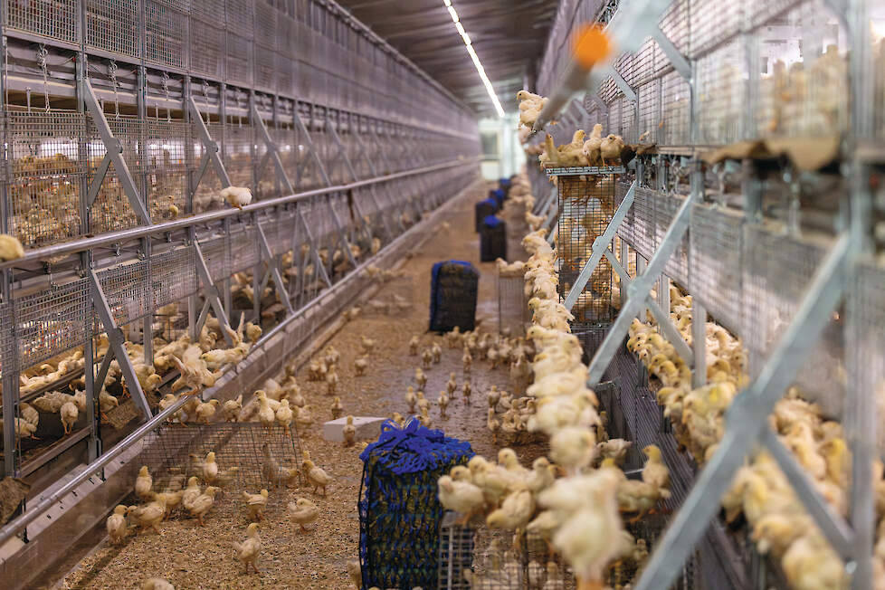 Het verzorgen van opfokhennen vergt aanmerkelijk meer arbeid dan het verzorgen van vleeskuikens, stellen opfokkers.