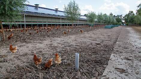 Ophokplicht voor pluimvee ook in België opgeheven