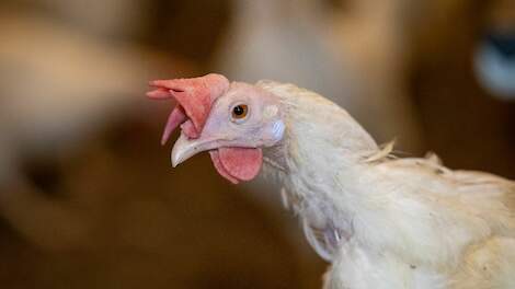 Onderzoek: Vogelgriepverliezen drukt stemming op wereldwijde pluimveesector