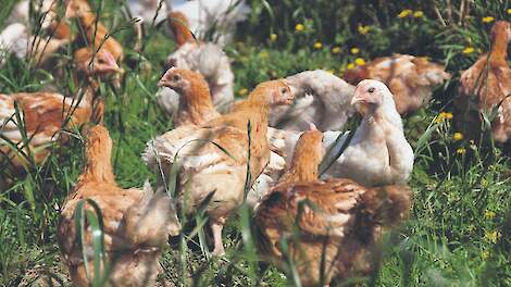 Meer biologische vleeskuikenhouders, minder biologische leghennenhouders