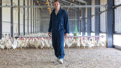 'Bruine hennen kunnen onmogelijk tegen witte op'