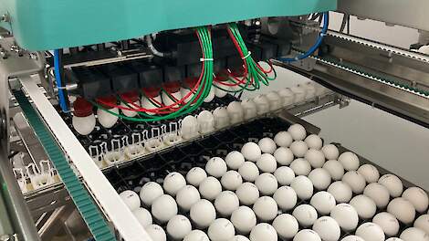 IKB Ei komt met plusmodule Zonder eendagshaantjes doden
