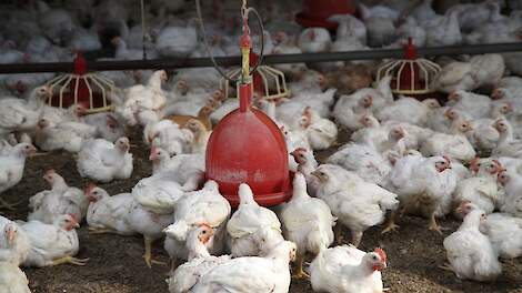 Lagere bezettingsdichtheid vleeskuikens grote impact AMvB Dierwaardige Veehouderij