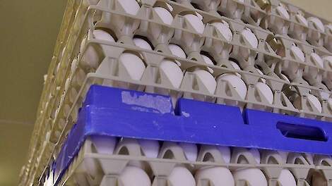 Hardeman Egg wil Frisian Egg overnemen