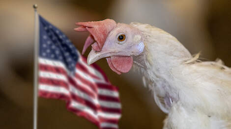 Amerika komt met uitgebreid vaccinatieplan vogelgriep