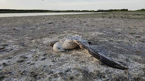 Sovon waarschuwt: ‘Opnieuw toename vogelgriep onder wilde vogels’