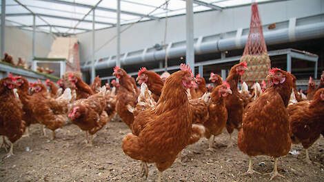 LTO tevreden over dierwaardige veehouderij, NVP wacht af