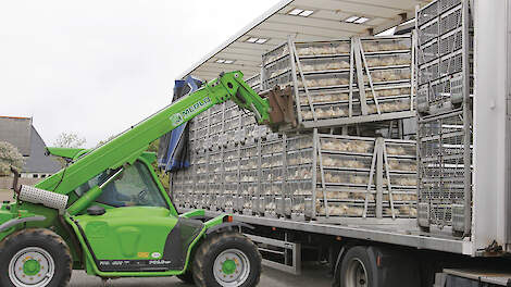 Krap aanbod op vleeskuikenmarkt
