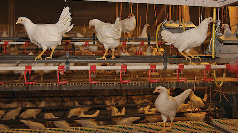 'Hennenprijs kan niet in te grote stappen stijgen'