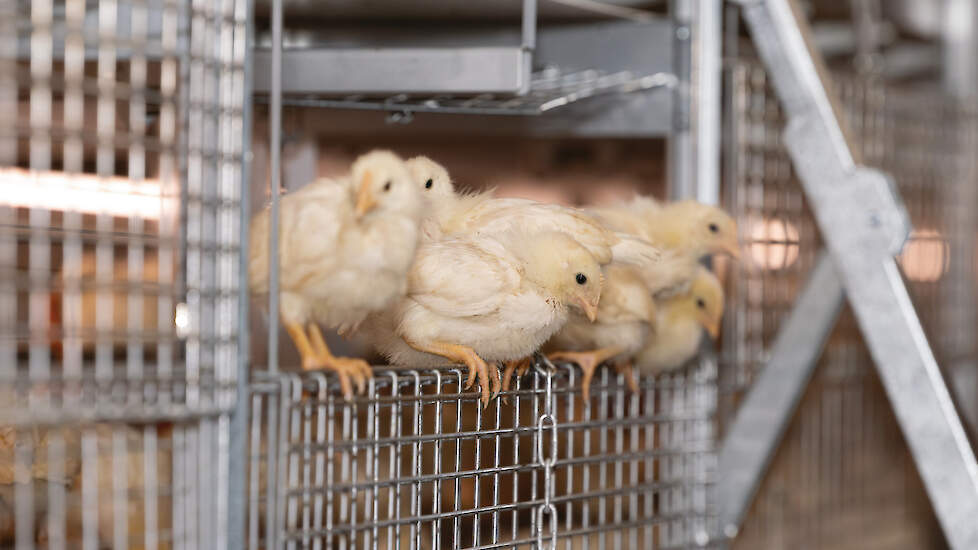 Volgens Vroegindeweij is de opfokleghennenmarkt momenteel redelijk in balans met de leghennenmarkt in ons land.