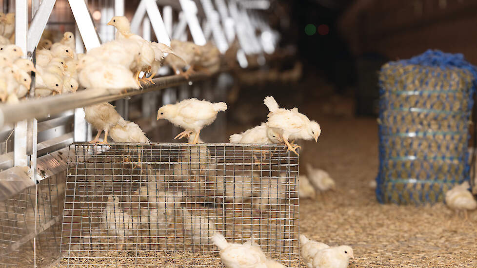 &bdquo;Wij proberen de verkoopprijs van jonge hennen stapsgewijs te verhogen", zegt Erwout van Wolfswinkel van Vepymo.