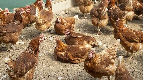 OPROEP – Leghenbedrijven gezocht – Interreg NWE project OMELETTE