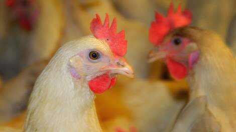 Fosfaatproductie pluimveehouderij ligt zonder LBV-effect 400.000 kilo boven sectorplafond
