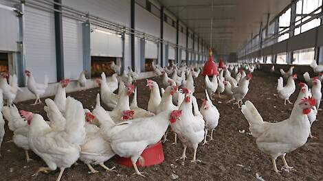 Groot-Brittannië scherpt dierenwelzijnsnormen voor pluimvee aan vanaf september