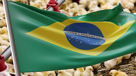 Brazilië behaalt recordomzet kippenvleesexport ondanks vogelgriep